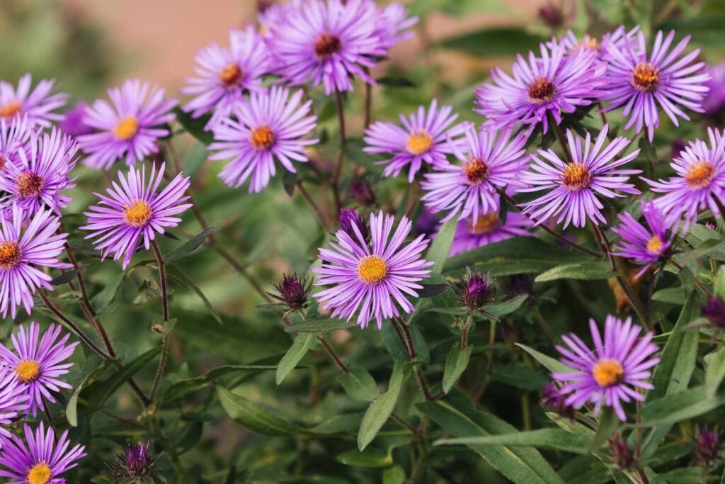 Capricorn – Aster