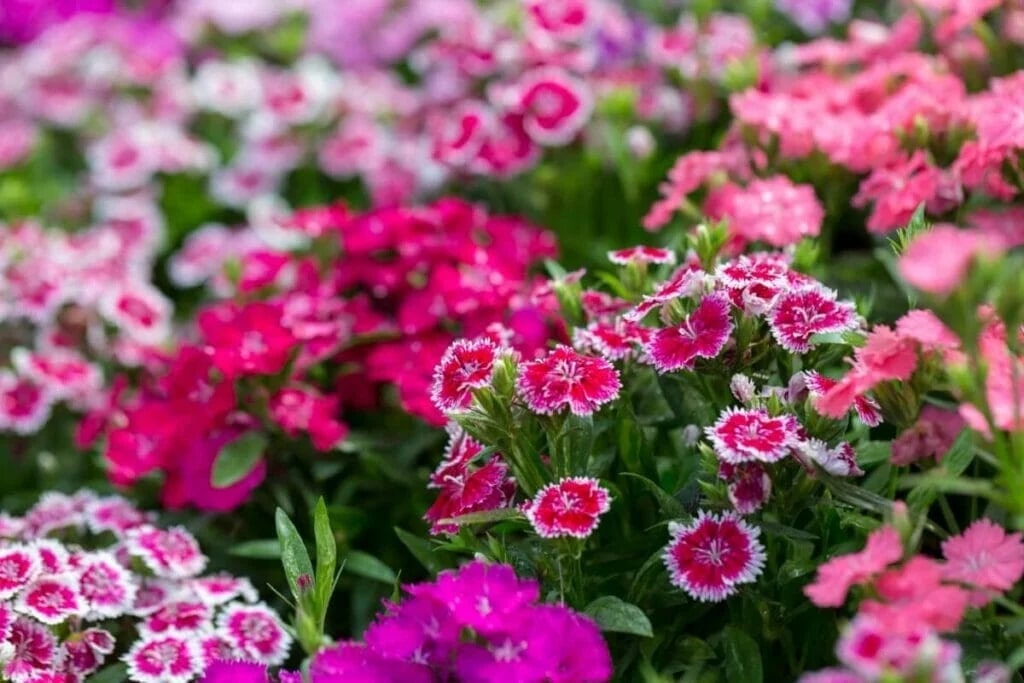 Companion Plants for Dianthus Chinensis