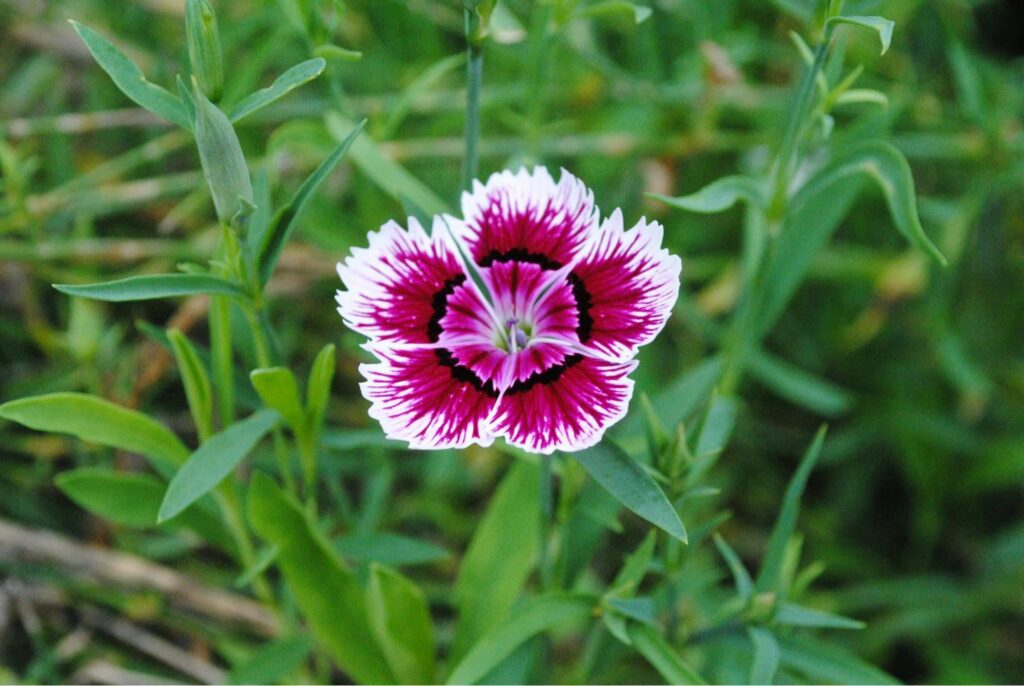 Dianthus Chinensis in a Nutshell