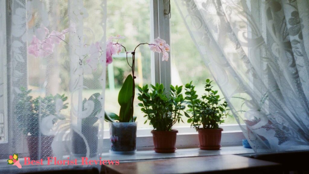 Do monkey orchids require sun or shade