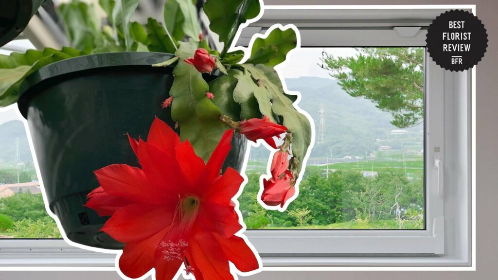 Do orchid cacti require sun or shade