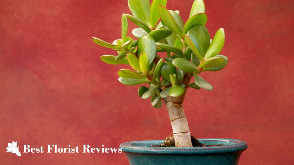 Easy Peasy Propagation Best Ways to Propagate Jade Plants