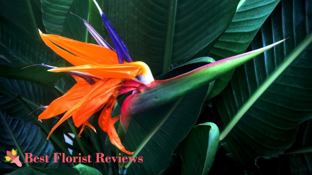 Gardener’s Guide to the Best Soil Mix for Bird of Paradise