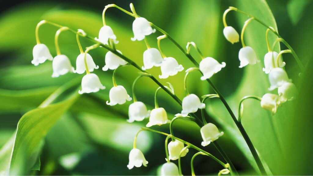 Gemini – Lily of the Valley