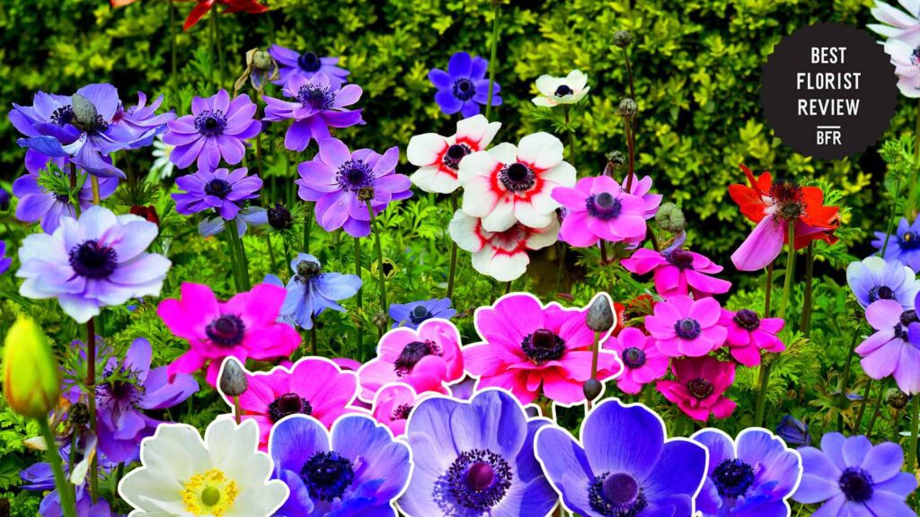How can anemone flowers be used in gardening