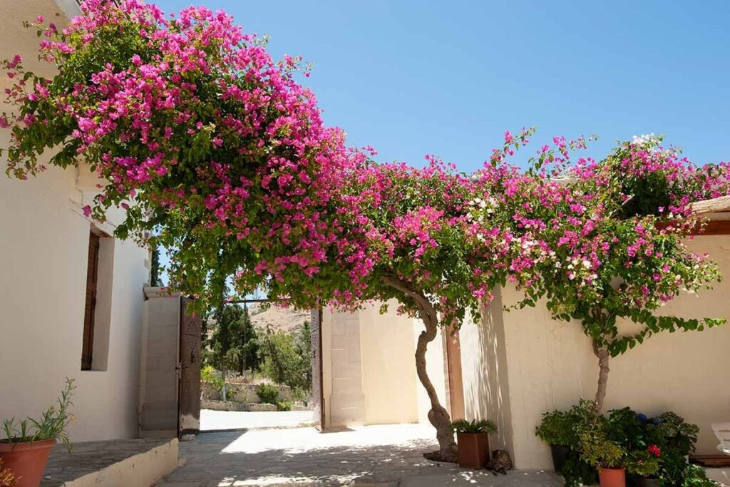 How can bougainvillea flowers be used in gardening and landscaping