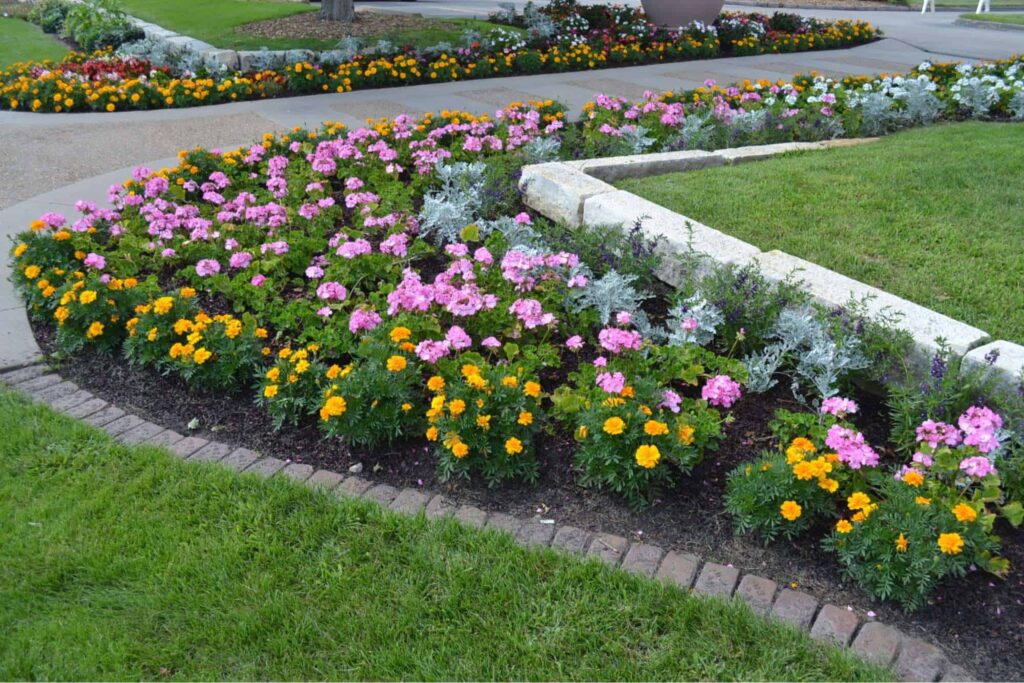 How can geranium flowers be used in gardening and landscaping
