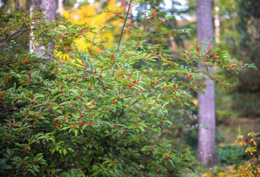 How can holly flowers be used in gardening and landscaping