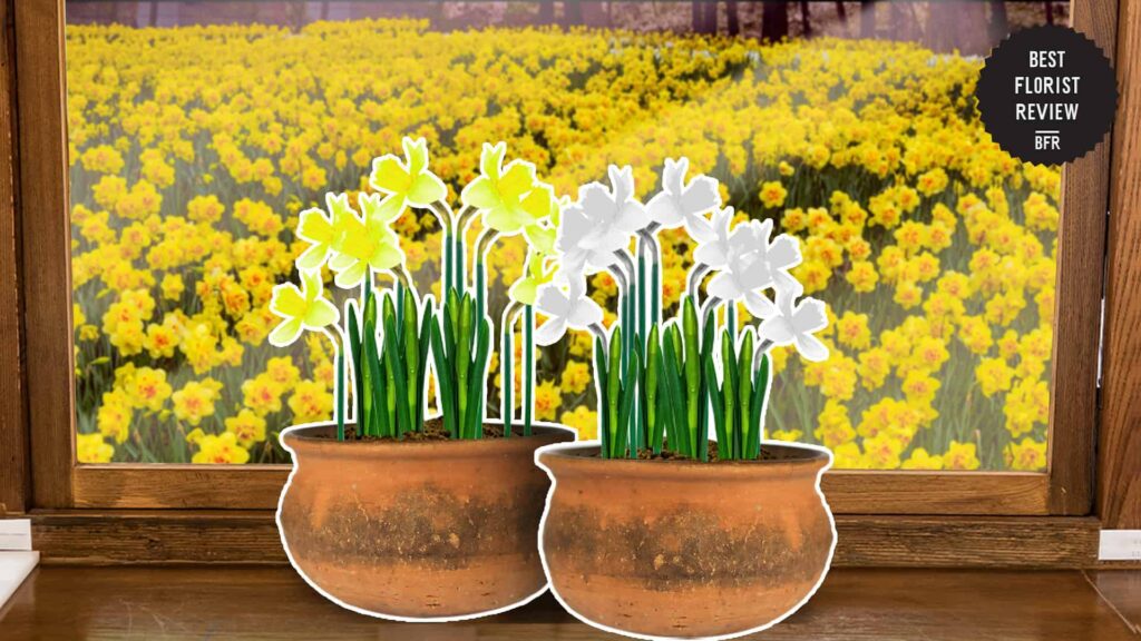 How can jonquil flowers be used in gardening
