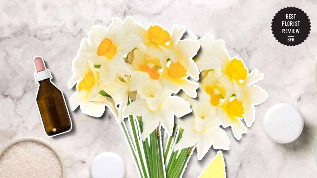How can jonquil flowers be used in perfumes