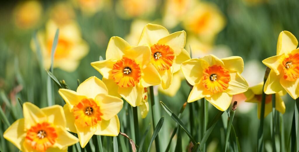 How can narcissus flowers be used in gardening and landscaping