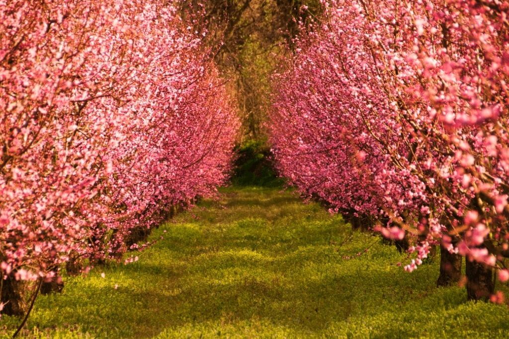 How can peach blossom flowers be used in gardening and landscaping