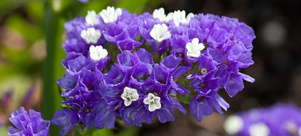 How can statice flowers be used in gardening and landscaping
