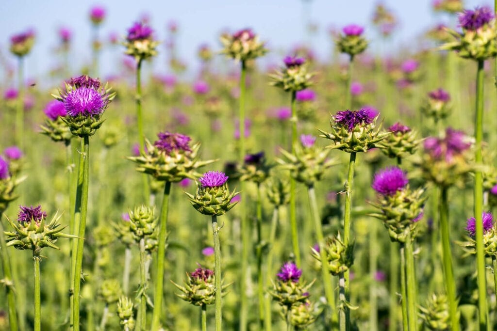How can thistle flowers be used in gardening and landscaping