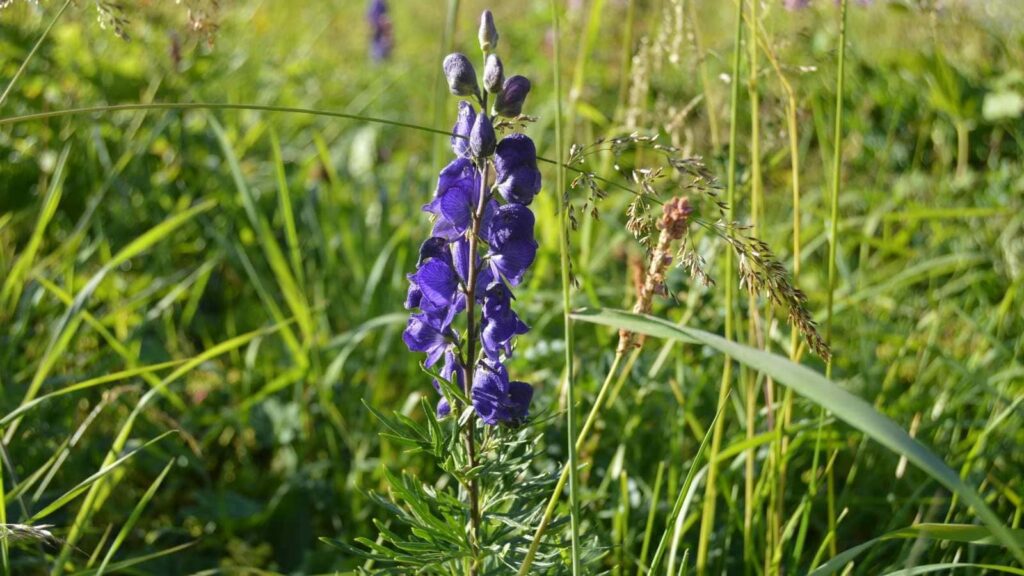How can wolf's bane flowers be used in gardening and landscaping