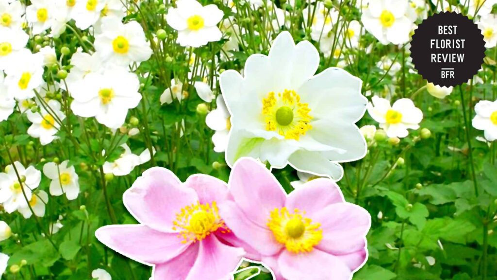 How did the anemone flower get its name