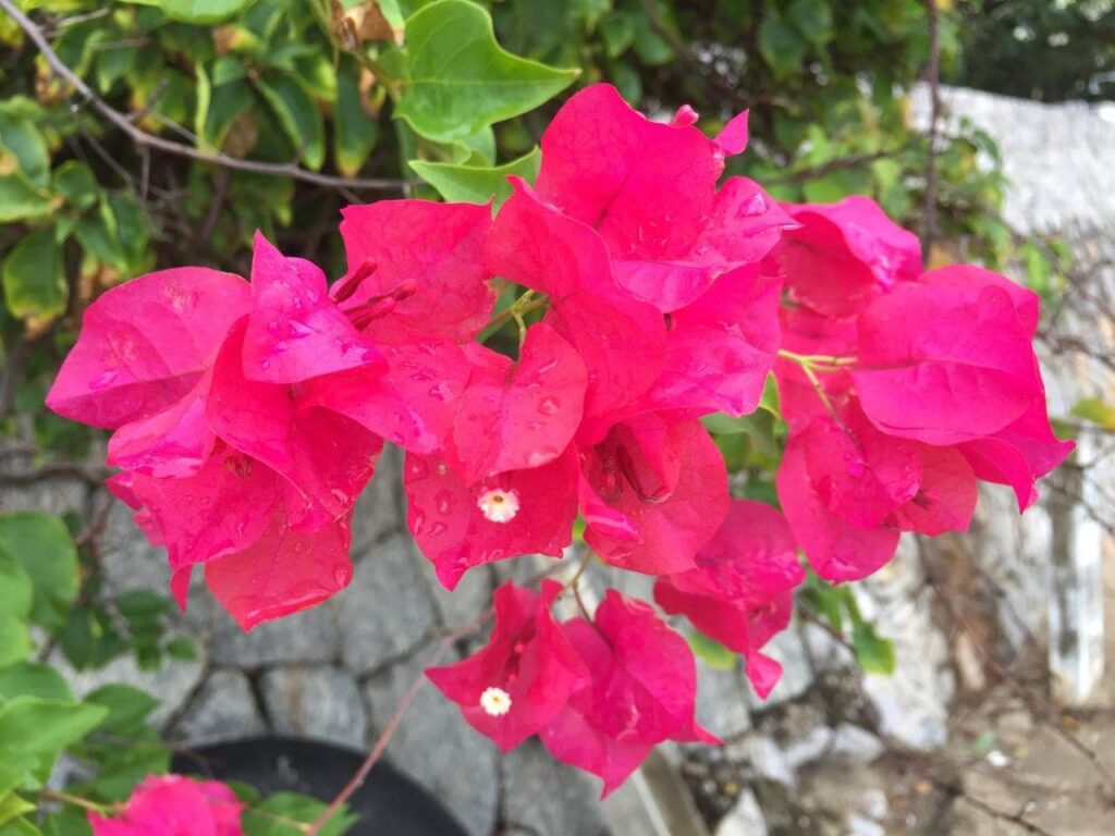 How did the bougainvillea flower get its name