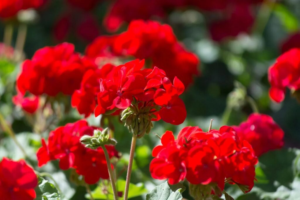 How did the geranium flower get its name
