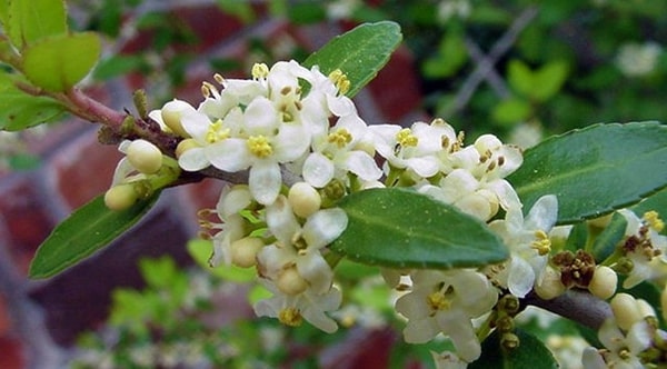 How did the holly flower get its name