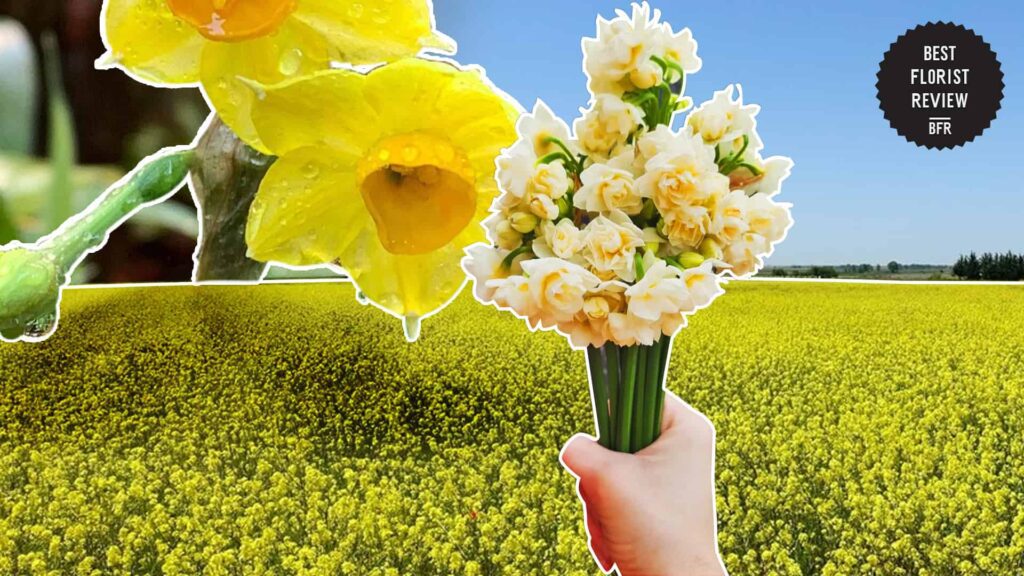 How did the jonquil flower get its name