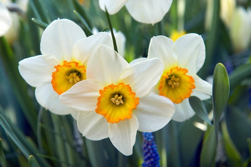 How did the narcissus flower get its name