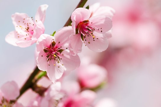 How did the peach blossom flower get its name