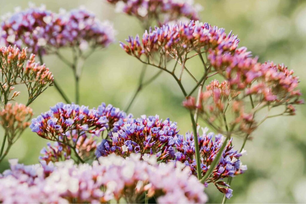How did the statice flower get its name
