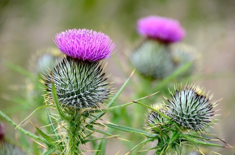 How did the thistle flower get its name