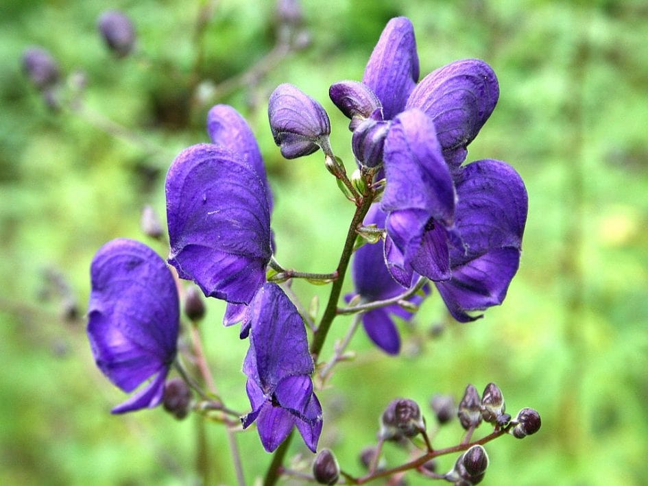How did the wolf's bane flower get its name
