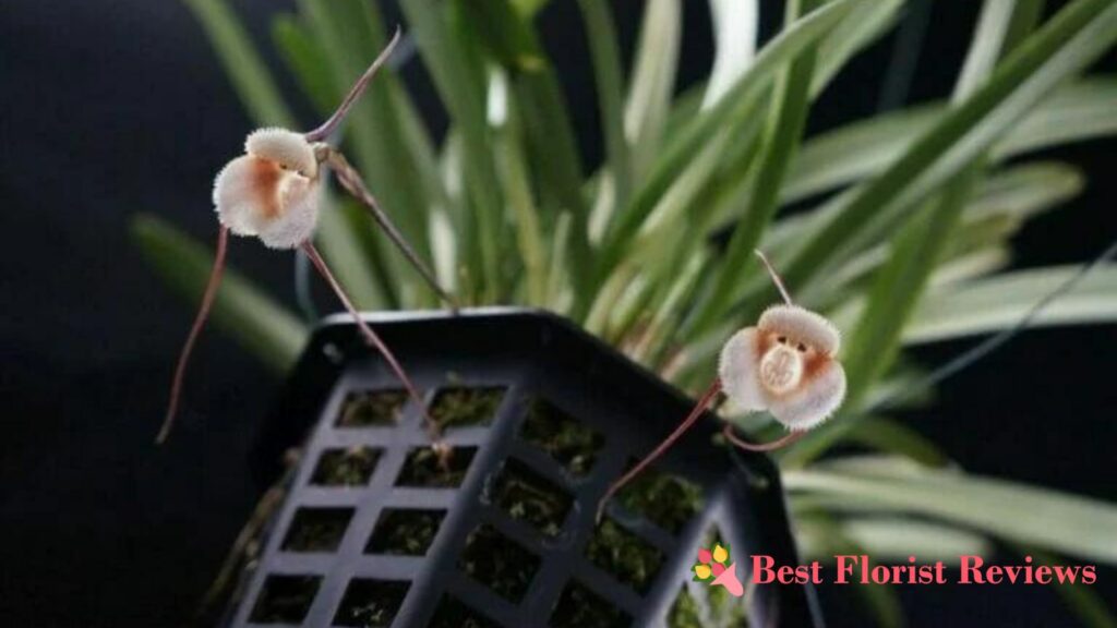 How do you successfully propagate a monkey orchid at home