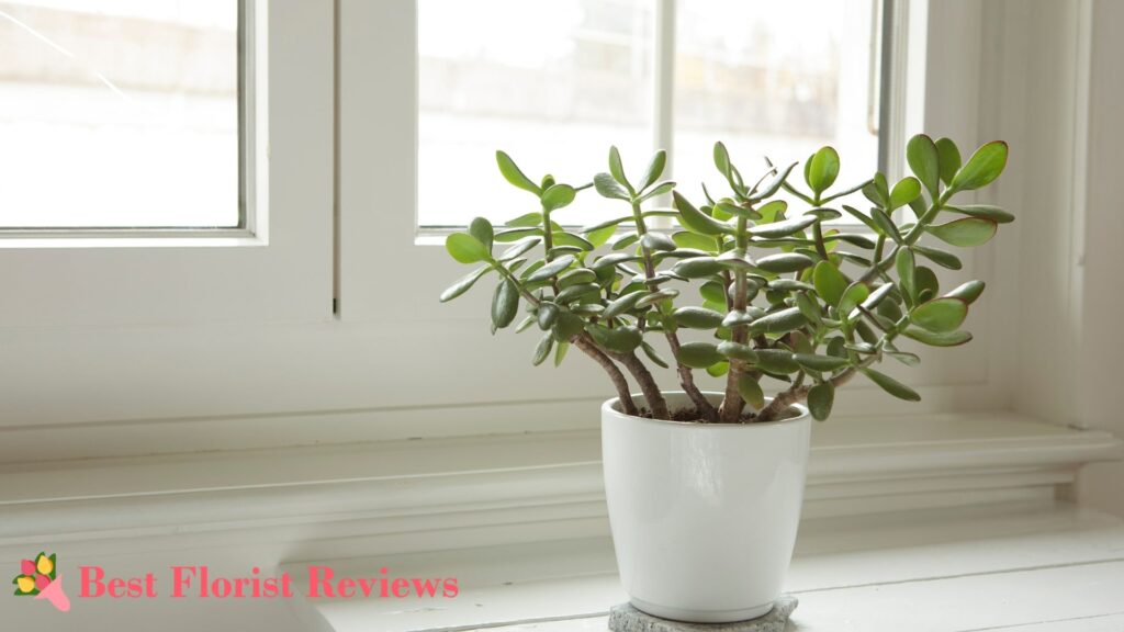 How long does it take for jade cuttings to root