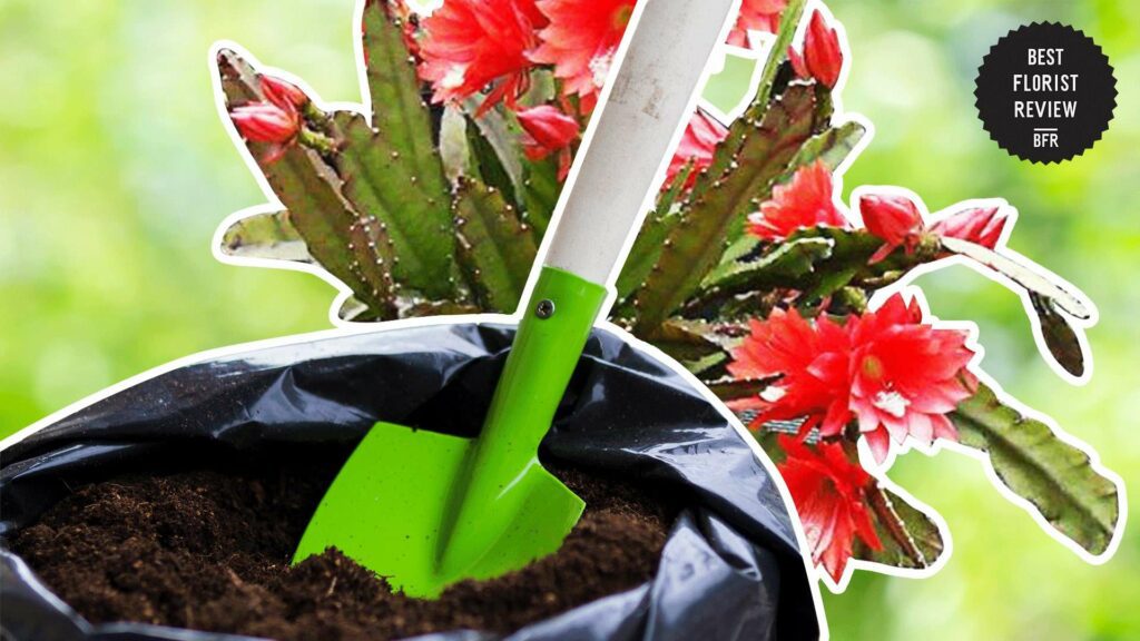 How often should I fertilize my orchid cactus