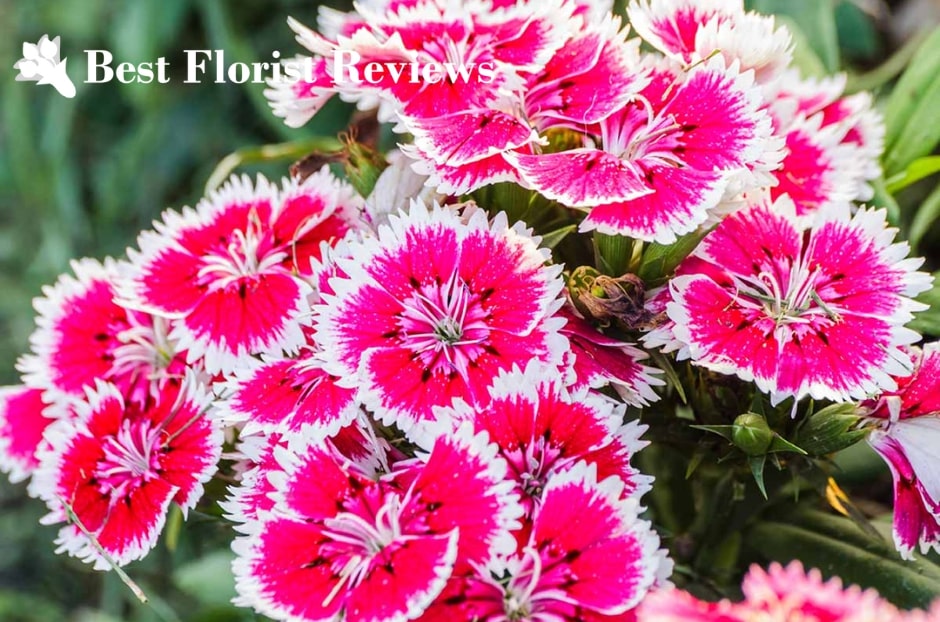 How to Grow Dianthus Chinensis
