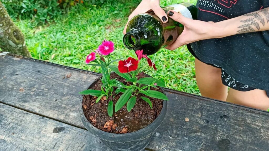 How to Plant Dianthus Chinensis