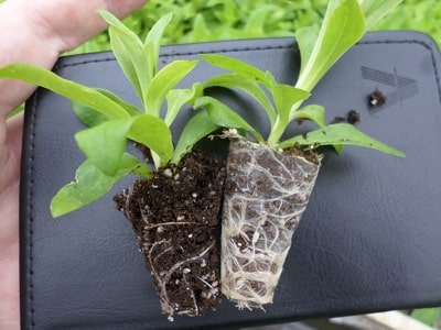 How to Propagate Dianthus Chinensis