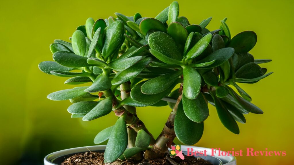 How to Propagate a Jade Plant