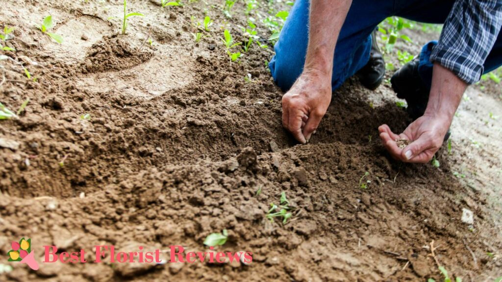 How to Successfully Propagate Alyssum 'Carpet of Snow’