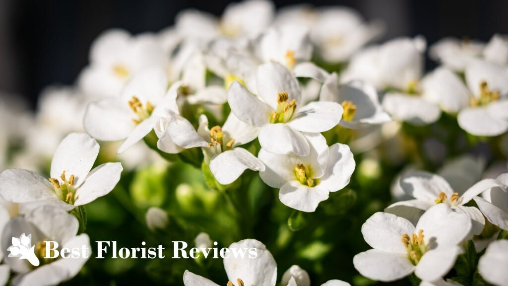 How to Successfully Propagate Alyssum 'Carpet of Snow' through Cuttings