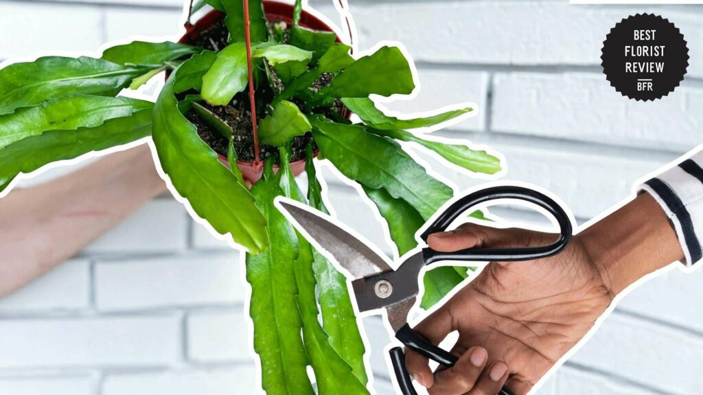 How to Successfully Propagate an Orchid Cactus