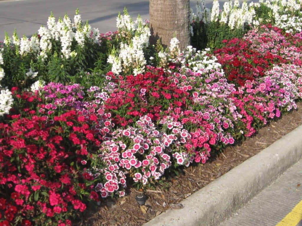 Ideal Planting Locations