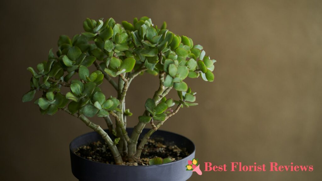 Is it better to propagate a jade plant in water or soil