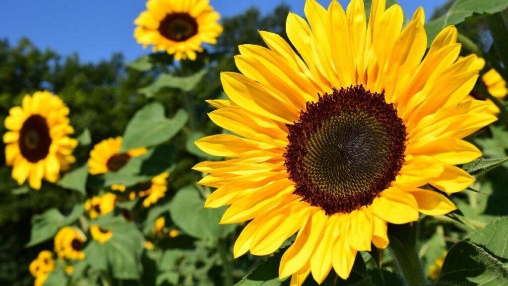 Leo – Sunflower