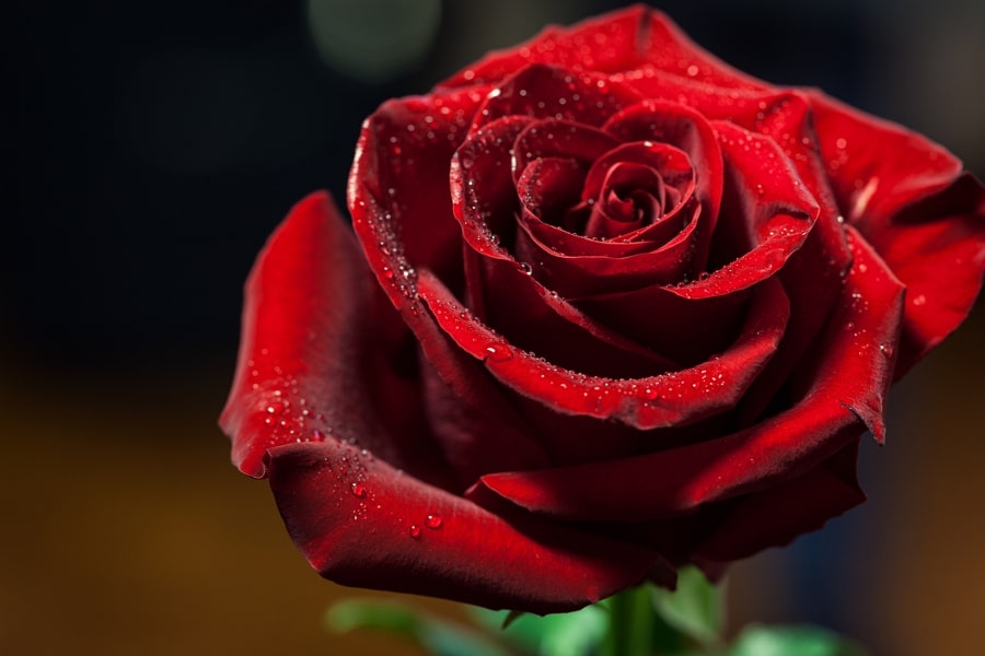 Libra – Rose