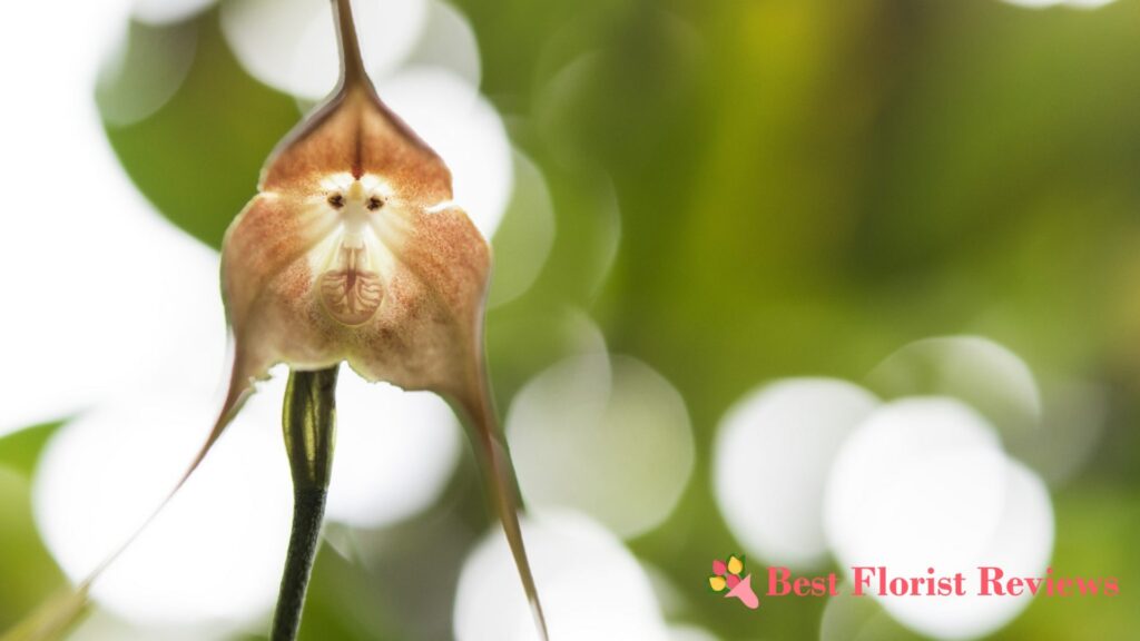 Monkey Orchid Care Guide Tips for a Thriving Dracula Simia