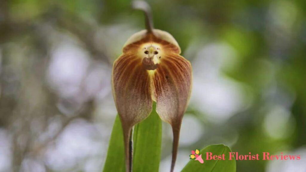 Monkey Orchid General Information