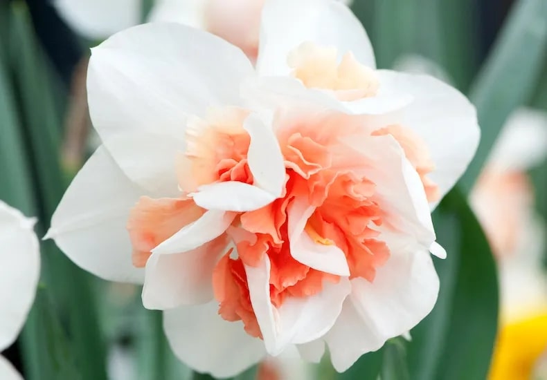 Orange and Peach