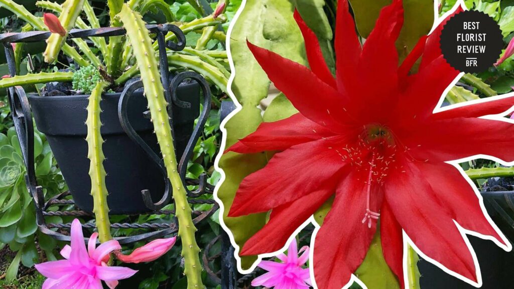 Orchid Cactus General Information