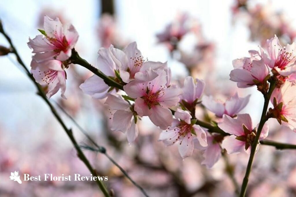 Peach Blossom Flower A Symbol of Longevity and Womanhood