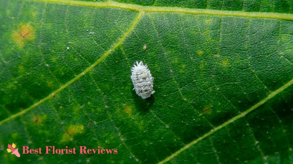 Pest Infestation