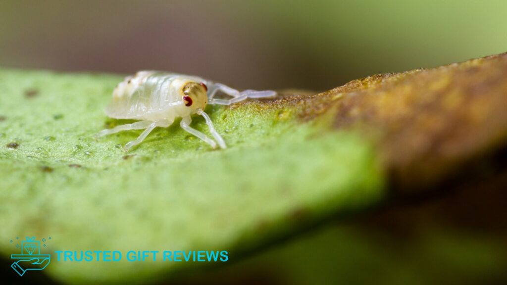 Pest and Diseases